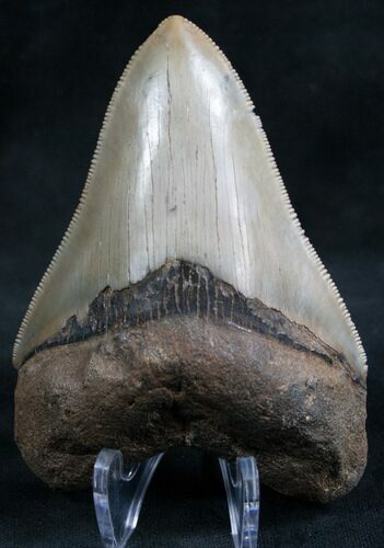 High Quality Megalodon Tooth #7940